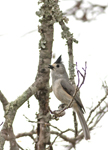 Black-crested Titmouse 7403